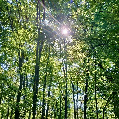 Boshuisje Nr6 Chalet *