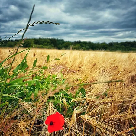 Boshuisje Nr6 * デュルビュイ